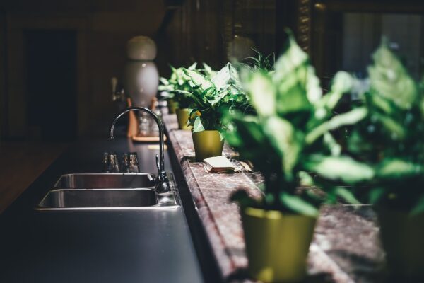 Indoor Plants 101: Everything You Need to Know to Keep Your Plants Happy and Healthy 1 Indoor plants
