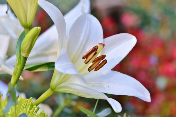 Uncovering the History and Cultural Significance of Lilies 1 Lilies