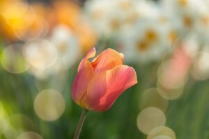 Exploring the Global Cultural Significance of Tulips 3 Tulips