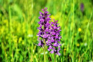 The Benefits of Orchids: How These Plants Can Improve Your Health and Wellbeing 2 Orchids